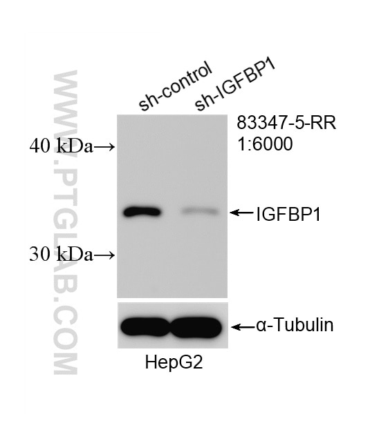 Western Blot (WB) analysis of HepG2 cells using IGFBP1 Recombinant monoclonal antibody (83347-5-RR)