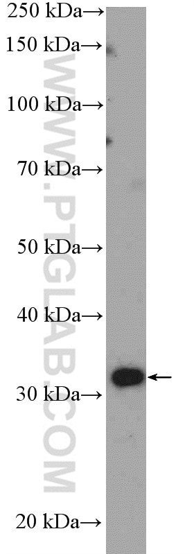 Western Blot (WB) analysis of MCF-7 cells using IGFBP2 Polyclonal antibody (15699-1-AP)