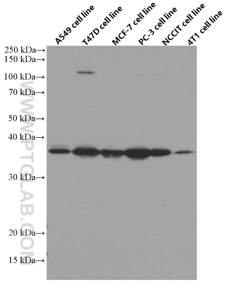 Western Blot (WB) analysis of various lysates using IGFBP2 Monoclonal antibody (66644-1-Ig)