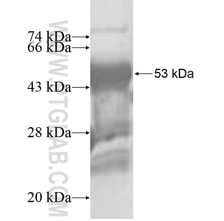 IGFBP2 fusion protein Ag8327 SDS-PAGE