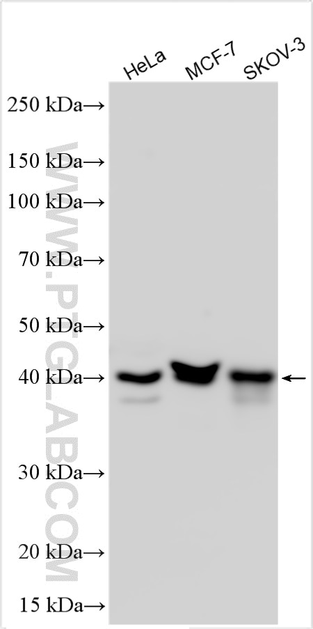 Western Blot (WB) analysis of various lysates using IGFBP3 Polyclonal antibody (10189-2-AP)