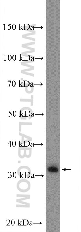 WB analysis of HepG2 using 10189-2-AP