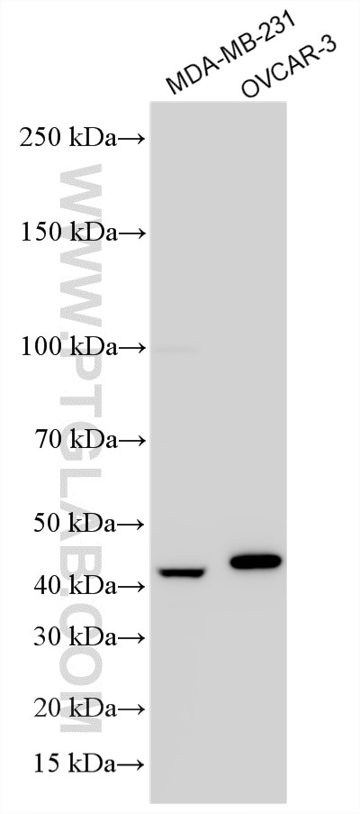 WB analysis using 10189-2-AP (same clone as 10189-2-PBS) Western Blot (WB) analysis of various lysates using IGFBP3 Polyclonal antibody (10189-2-AP)