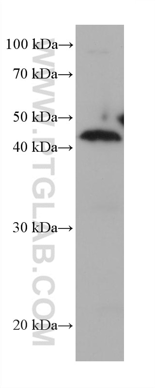 Western Blot (WB) analysis of human placenta tissue using IGFBP3 Monoclonal antibody (68402-1-Ig)