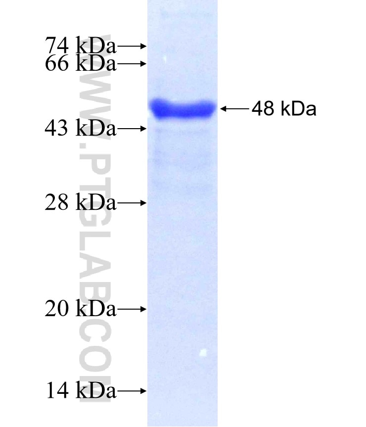 IGFBP3 fusion protein Ag0242 SDS-PAGE