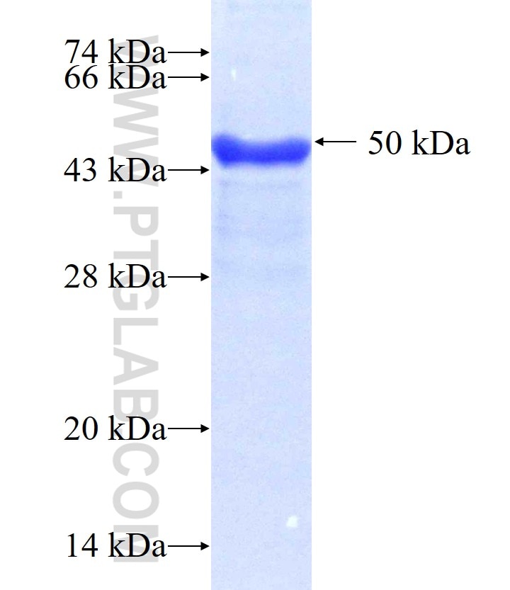 IGFBP3 fusion protein Ag0242 SDS-PAGE