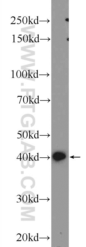 Western Blot (WB) analysis of C6 cells using IGFBP4 Polyclonal antibody (18500-1-AP)