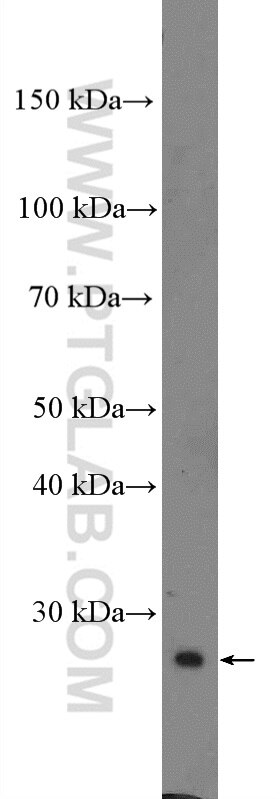 Western Blot (WB) analysis of C6 cells using IGFBP4 Polyclonal antibody (18500-1-AP)