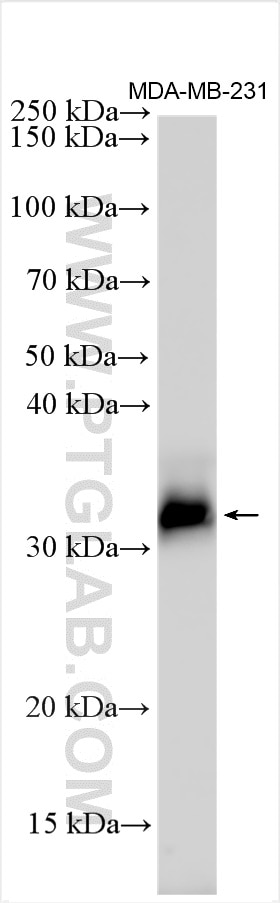 Western Blot (WB) analysis of various lysates using IGFBP4 Polyclonal antibody (30952-1-AP)