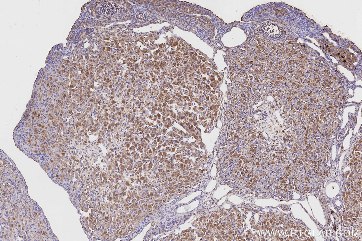 Immunohistochemistry (IHC) staining of rat ovary tissue using IGFBP5 Polyclonal antibody (55205-1-AP)
