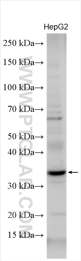 WB analysis using 55205-1-AP