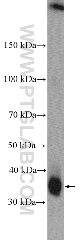 Western Blot (WB) analysis of mouse embryo tissue using IGFBP5 Polyclonal antibody (55205-1-AP)