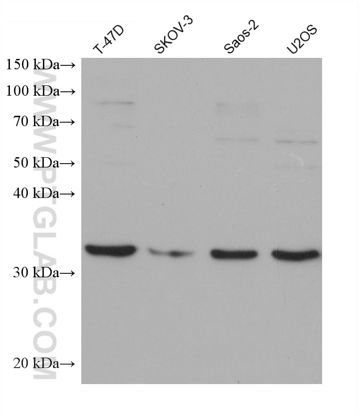 Western Blot (WB) analysis of various lysates using IGFBP5 Monoclonal antibody (68512-1-Ig)
