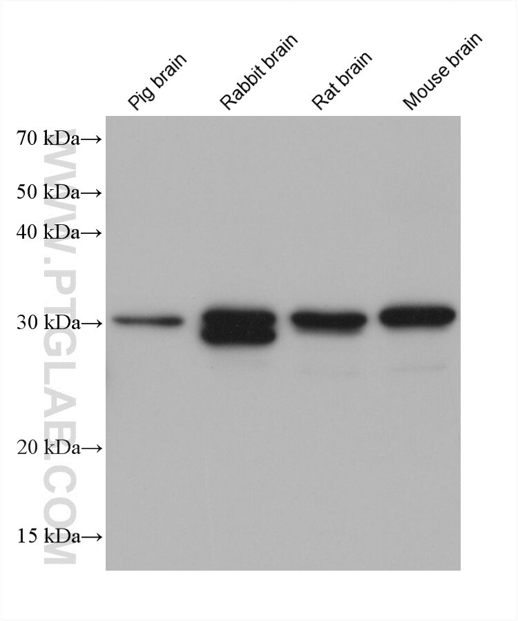 WB analysis using 68512-1-Ig Western Blot (WB) analysis of various lysates using IGFBP5 Monoclonal antibody (68512-1-Ig)