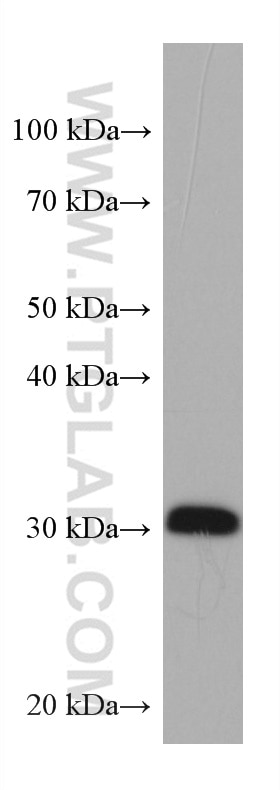 Western Blot (WB) analysis of U-87 MG cells using IGFBP6 Monoclonal antibody (67567-1-Ig)