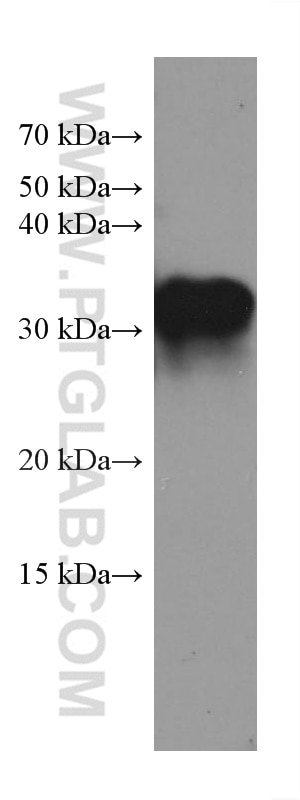 Western Blot (WB) analysis of human testis tissue using IGFBP6 Monoclonal antibody (67567-1-Ig)