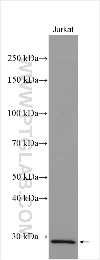 Western Blot (WB) analysis of Jurkat cells using IGFBP7 Polyclonal antibody (19961-1-AP)