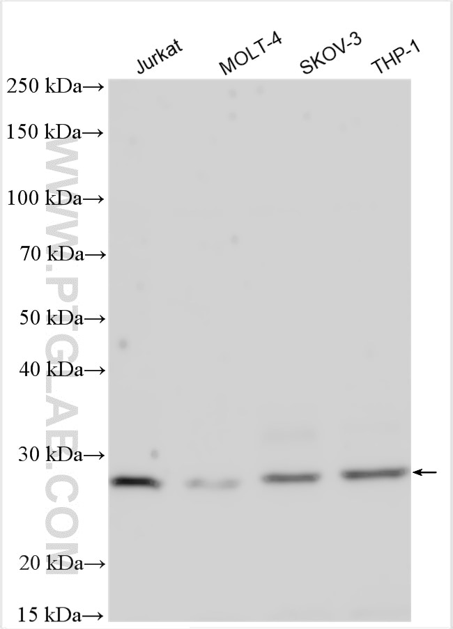 Western Blot (WB) analysis of various lysates using IGFBP7 Polyclonal antibody (19961-1-AP)