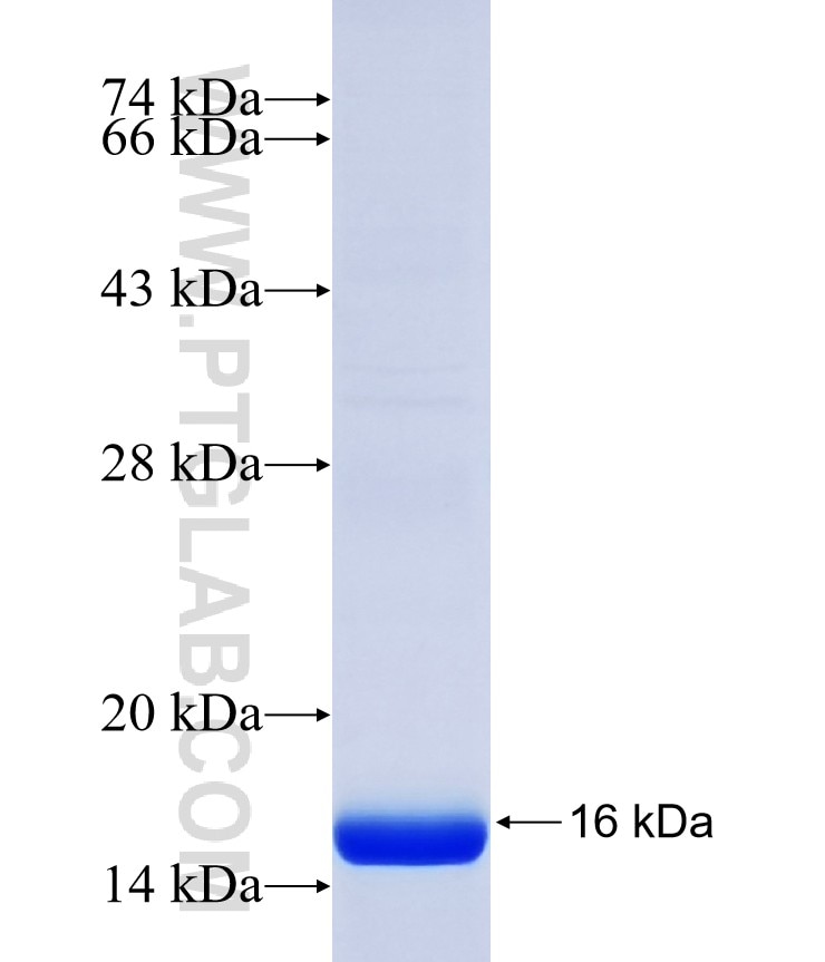 IGFL3 fusion protein Ag37024 SDS-PAGE