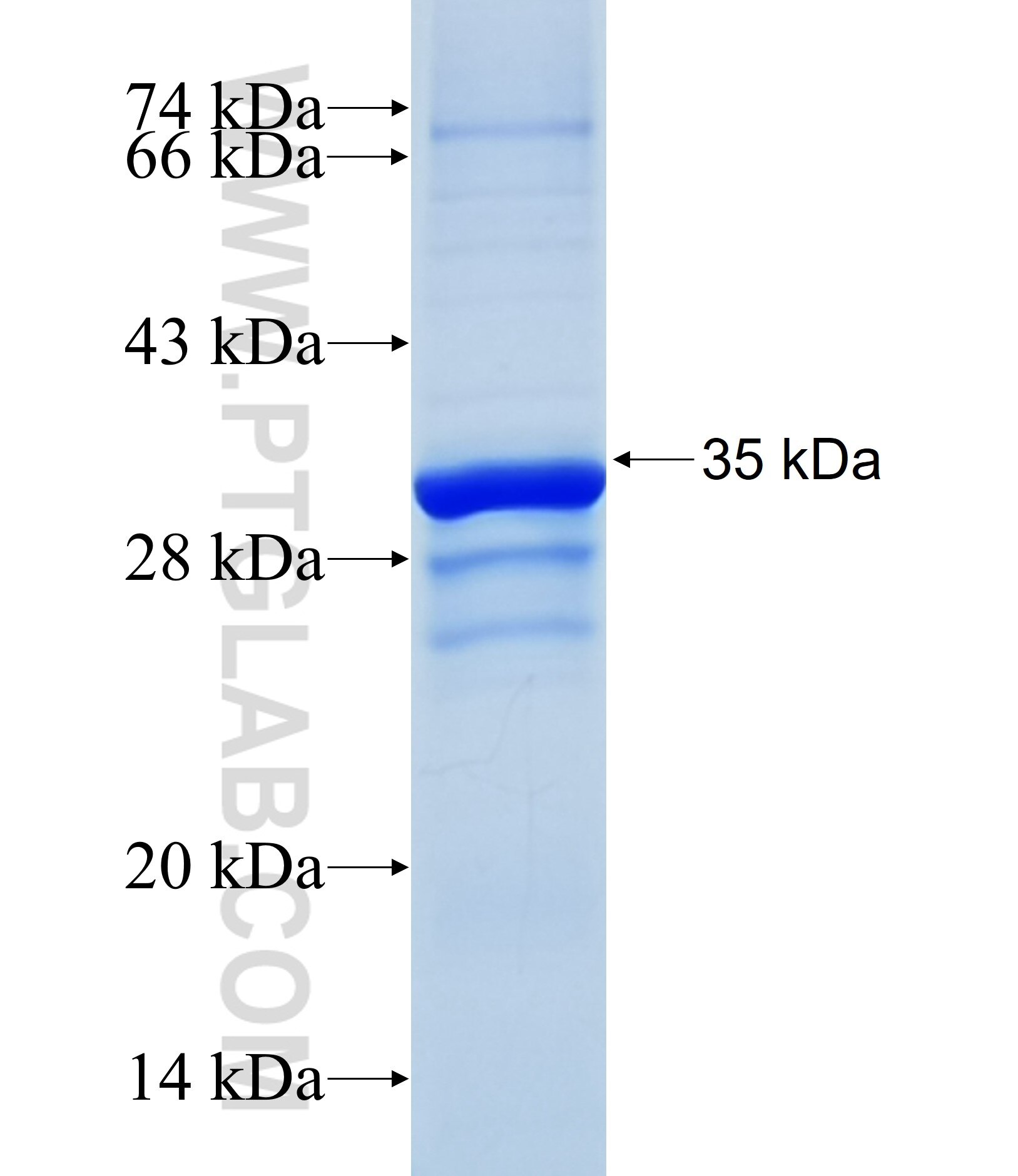IGFL3 fusion protein Ag37113 SDS-PAGE