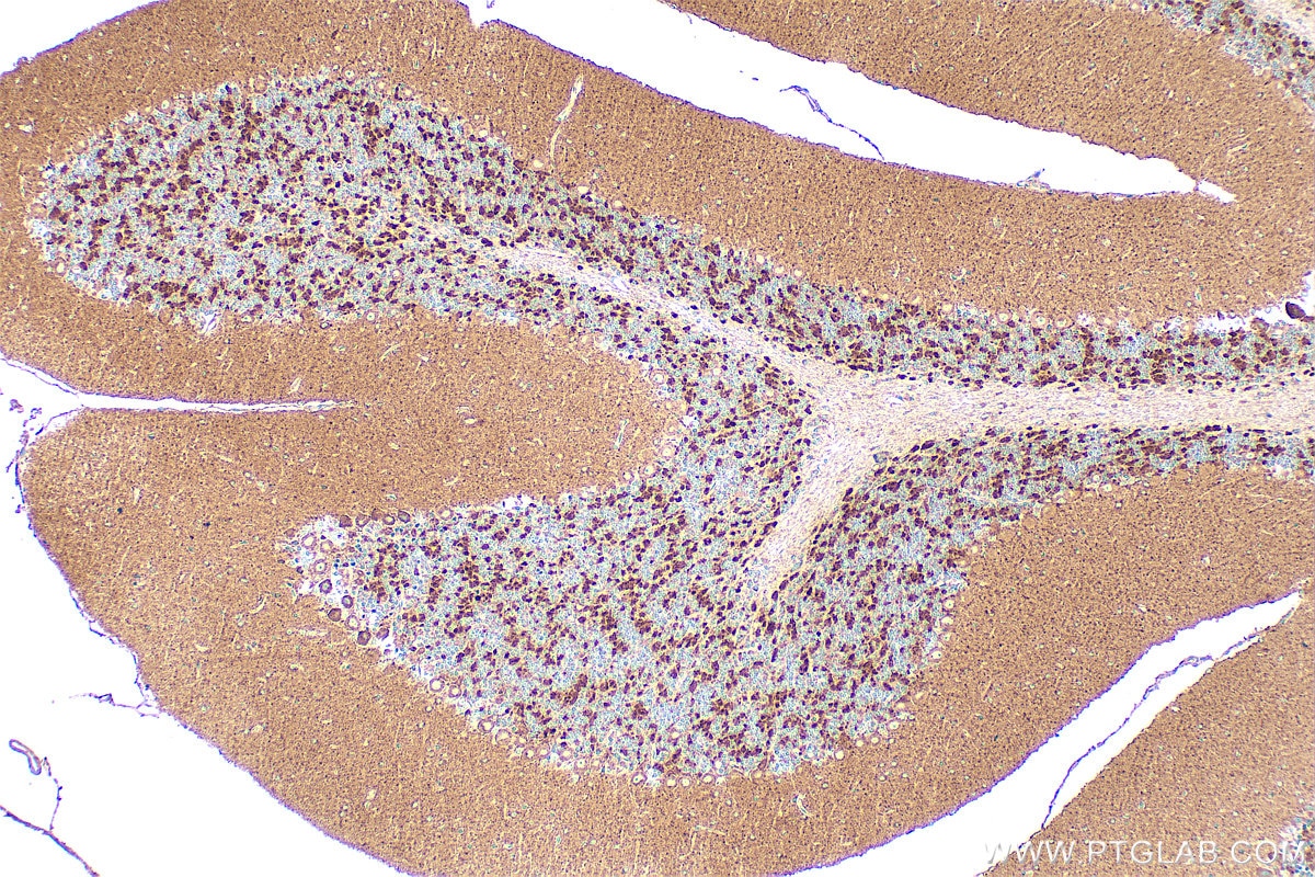 IHC staining of mouse cerebellum using 33339-1-AP (same clone as 33339-1-PBS) Immunohistochemistry (IHC) staining of mouse cerebellum tissue using IGFL4 Polyclonal antibody (33339-1-AP)