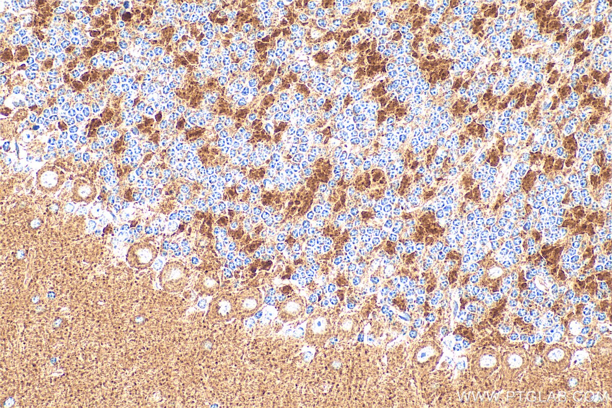 IHC staining of mouse cerebellum using 33339-1-AP (same clone as 33339-1-PBS) Immunohistochemistry (IHC) staining of mouse cerebellum tissue using IGFL4 Polyclonal antibody (33339-1-AP)