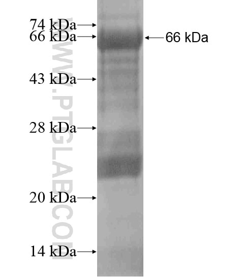 IGFN1 fusion protein Ag18731 SDS-PAGE