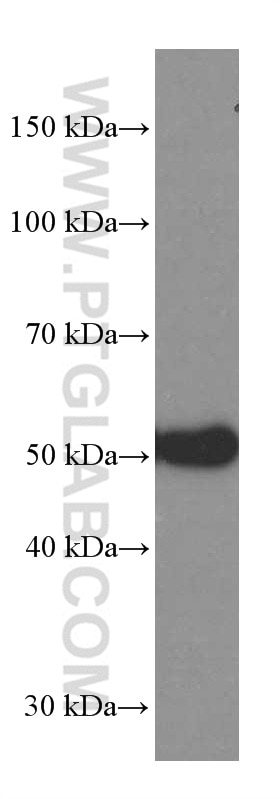 Western Blot (WB) analysis of human heart tissue using Human IgG4 Monoclonal antibody (66408-1-Ig)