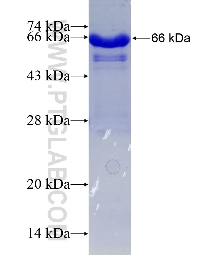 IGHG4 fusion protein Ag9519 SDS-PAGE