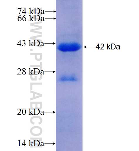 IGHG4 fusion protein Ag9755 SDS-PAGE