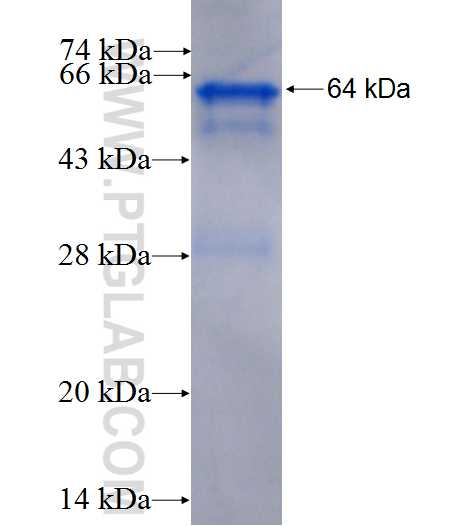 IGHM fusion protein Ag1459 SDS-PAGE