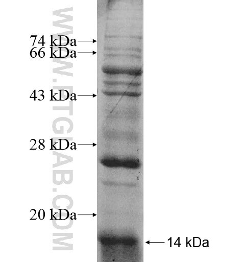 IGHV7-81 fusion protein Ag11117 SDS-PAGE