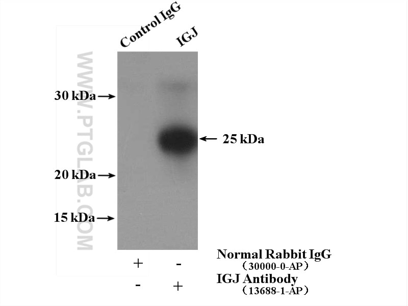 Immunoprecipitation (IP) experiment of mouse spleen tissue using IGJ Polyclonal antibody (13688-1-AP)