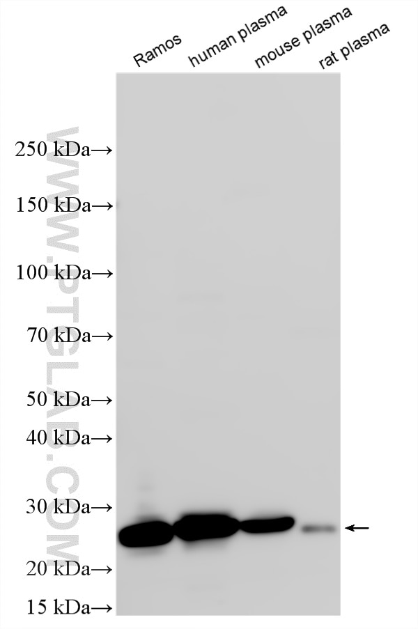 Western Blot (WB) analysis of various lysates using IGJ Polyclonal antibody (13688-1-AP)