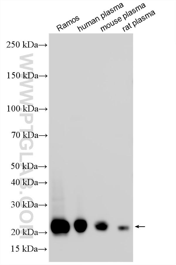 WB analysis using 13688-1-AP Western Blot (WB) analysis of various lysates using IGJ Polyclonal antibody (13688-1-AP)
