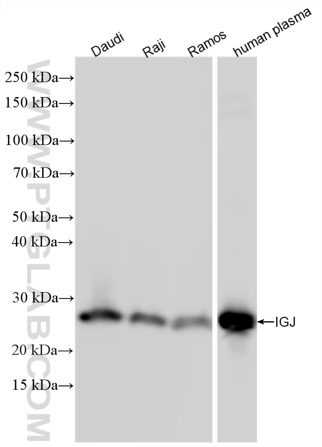 WB analysis using 86939-1-RR (same clone as 86939-1-PBS) Western Blot (WB) analysis of various lysates using IGJ Recombinant monoclonal antibody (86939-1-RR)