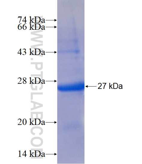 IGJ fusion protein Ag5322 SDS-PAGE
