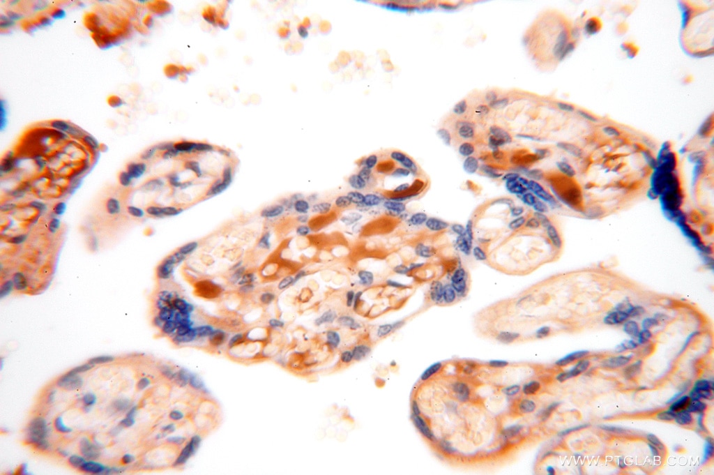 Immunohistochemistry (IHC) staining of human placenta tissue using IgG Kappa Light Chain Polyclonal antibody (14678-1-AP)