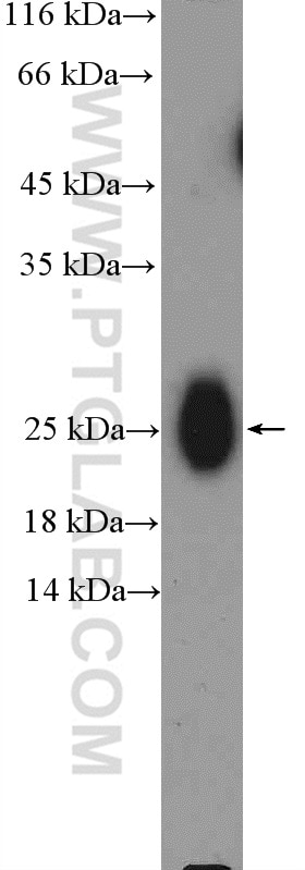Western Blot (WB) analysis of human plasma using IgG Kappa Light Chain Polyclonal antibody (14678-1-AP)