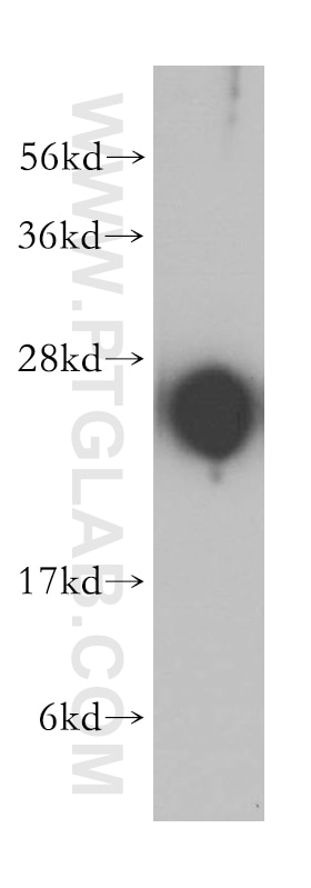 Western Blot (WB) analysis of human liver tissue using IgG Kappa Light Chain Polyclonal antibody (14678-1-AP)