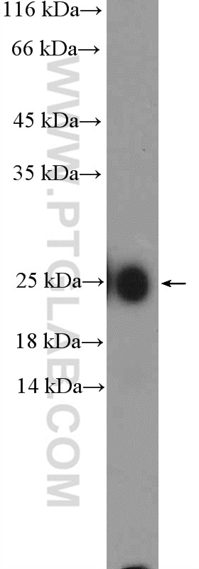 Western Blot (WB) analysis of human plasma using IgG Kappa Light Chain Polyclonal antibody (11781-1-AP)