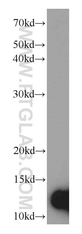 WB analysis of A549 using 11781-1-AP