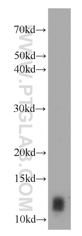 Western Blot (WB) analysis of K-562 cells using IgG Kappa Light Chain Polyclonal antibody (11781-1-AP)