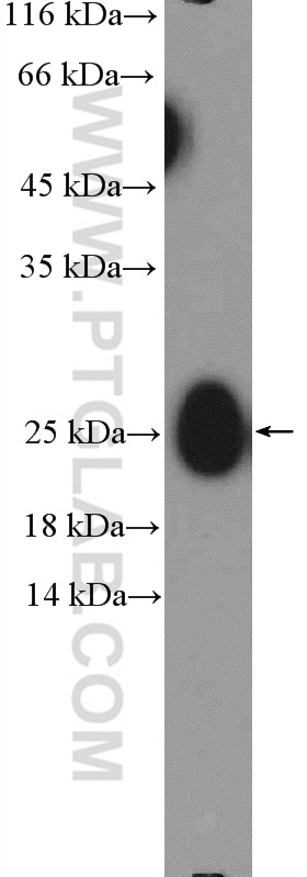 Western Blot (WB) analysis of human plasma using IgG Lambda Light Chain Polyclonal antibody (11541-1-AP)