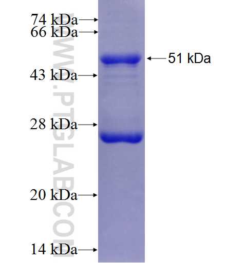 IGL- fusion protein Ag2064 SDS-PAGE