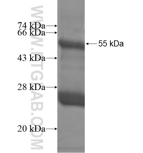 IGLC1 fusion protein Ag14693 SDS-PAGE