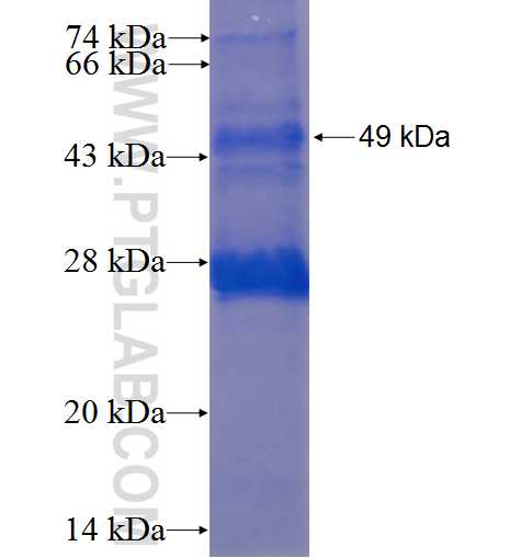 IGLL1 fusion protein Ag3709 SDS-PAGE