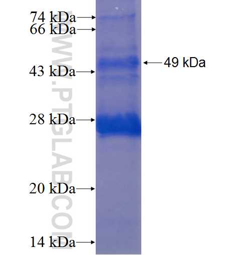 IGLL1 fusion protein Ag3709 SDS-PAGE