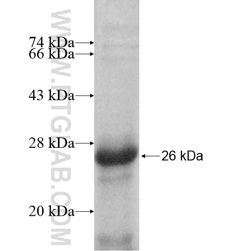 IGLV6-57 fusion protein Ag13141 SDS-PAGE
