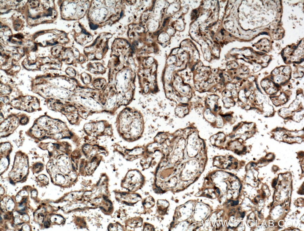 Immunohistochemistry (IHC) staining of human placenta tissue using IGSF2 Polyclonal antibody (26047-1-AP)